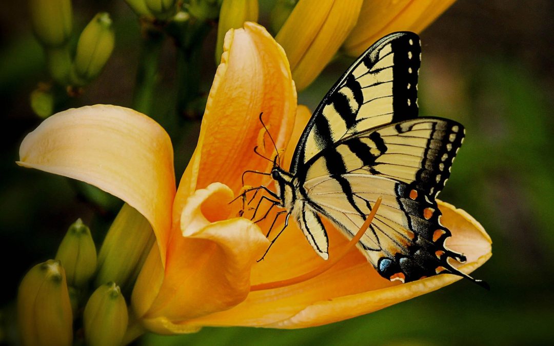 Create a Backyard Butterfly Garden in 5 Easy Steps