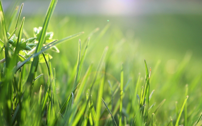 Scotts: What to Know Before You Grow