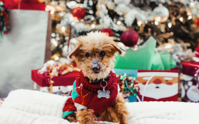 Rocky’s Ace Hardware 11th Annual Change Round Up for area Pet Shelters helping to ensure happy holidays for pets